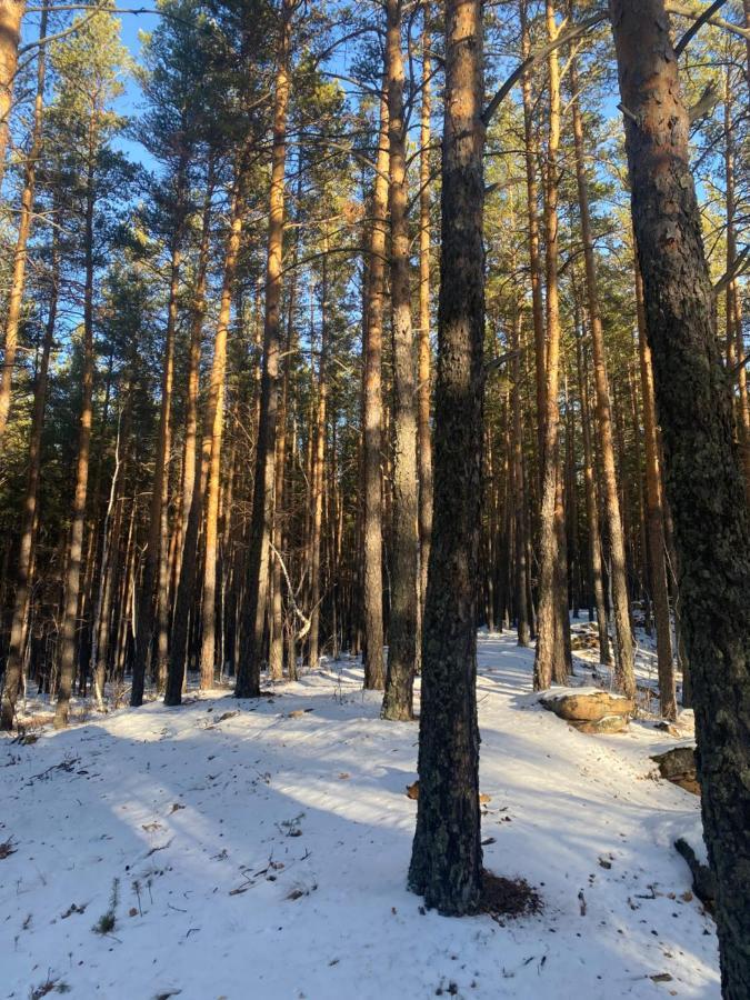 Forest And Borovoe